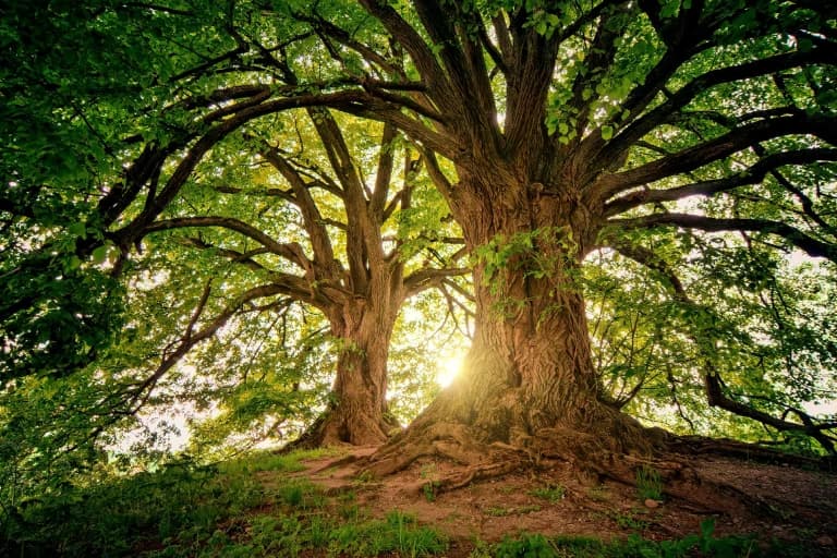 Sunlight between two mature trees with exposed roots.