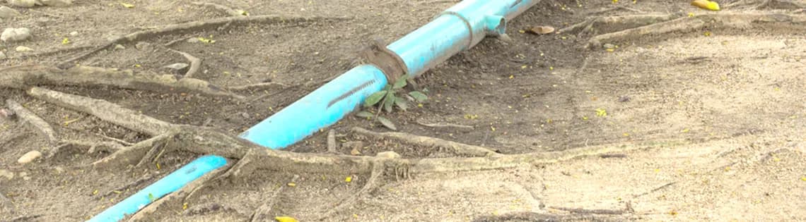 Tree Root Damage Repair Hamilton