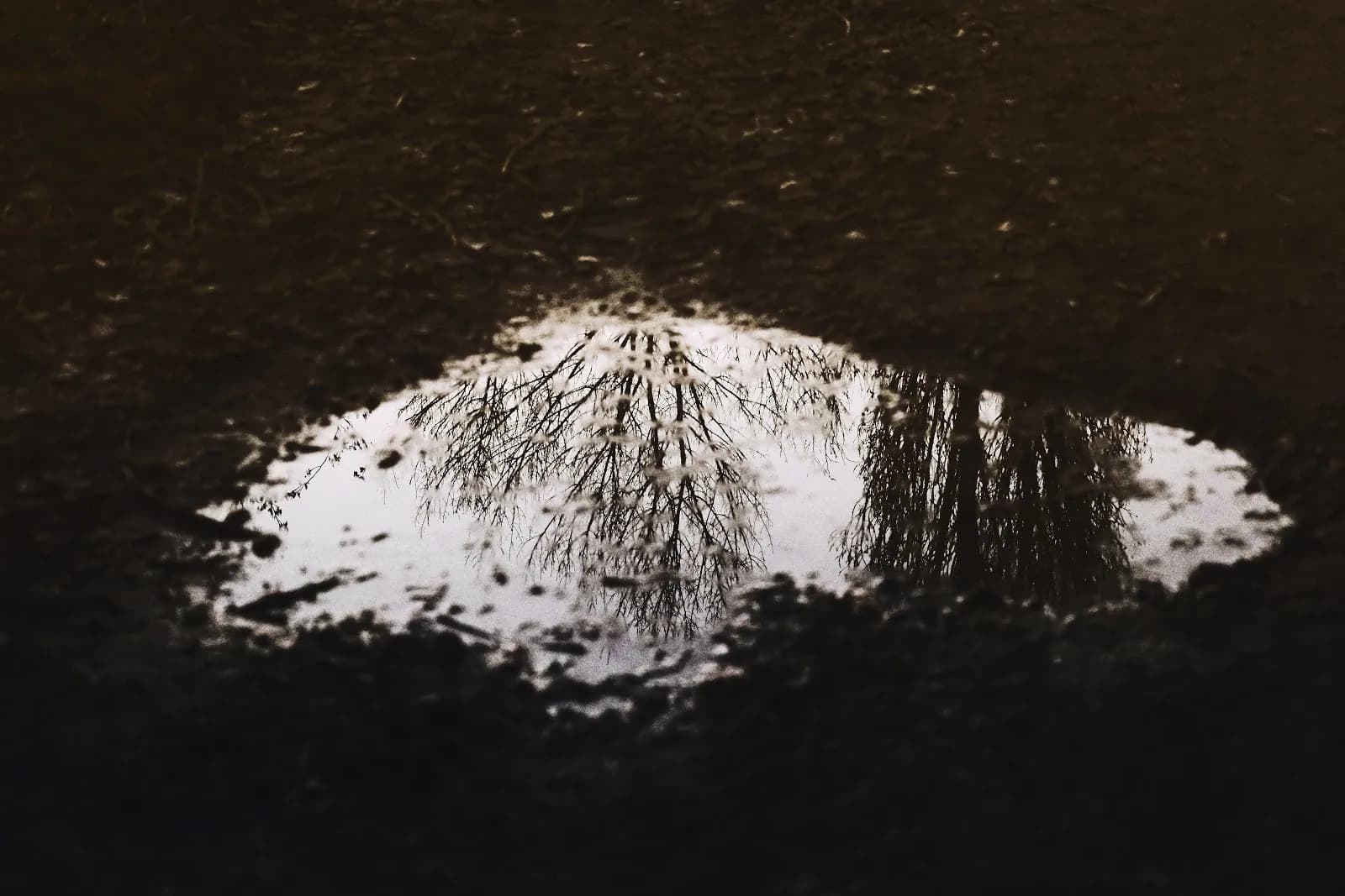 Yard flooding caused by tree roots