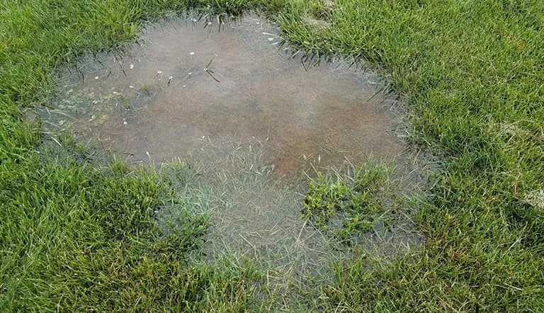 A muddy puddle in the yard