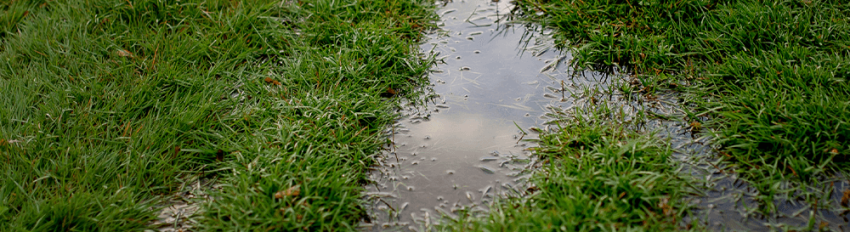 Water pooling in a backyard